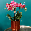 Nachtfalterorchidee rot – Phalaenopsis Orchidee – Congo – ↕ ca. 35–45 cm – Ø 9 cm | Classy-Topf Rot