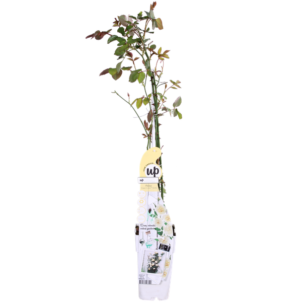 Rose - Rosa Crazy in love 'Vanilla' - Creme-Rose - Ø15cm - ↕65cm