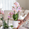 Pflanzenset Valentinstag 'Pastel Pink' – Phalaenopsis Orchidee Portugal rosa & Sukkulente – inkl. Keramik-Ziertöpfe
