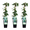 3x Geißblatt – Lonicera japonica Halliana – ↕ 65 cm – Ø 15 cm