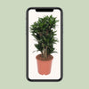 Drachenbaum - Dracaena Compacta - ↕ 80 cm - Ø 24 cm