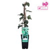 Efeu – Hedera algeriensis Gloire de Maren – ↕ 65 cm – Ø 15 cm