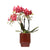 Nachtfalterorchidee rot – Phalaenopsis Orchidee – Congo – ↕ ca. 35–45 cm – Ø 9 cm | Classy-Topf Rot