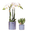Nachtfalterorchidee weiß – Phalaenopsis Amabilis & Sukkulente – Crassula Hobbit – ↕ 35 cm – Ø 9 + 6 cm | Painted Stripe-Topf Blau