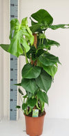 Fensterblatt - Monstera Mosstok - ↕ 95 cm - Ø 19 cm