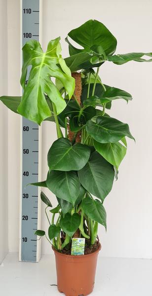 Fensterblatt - Monstera Mosstok - ↕ 95 cm - Ø 19 cm