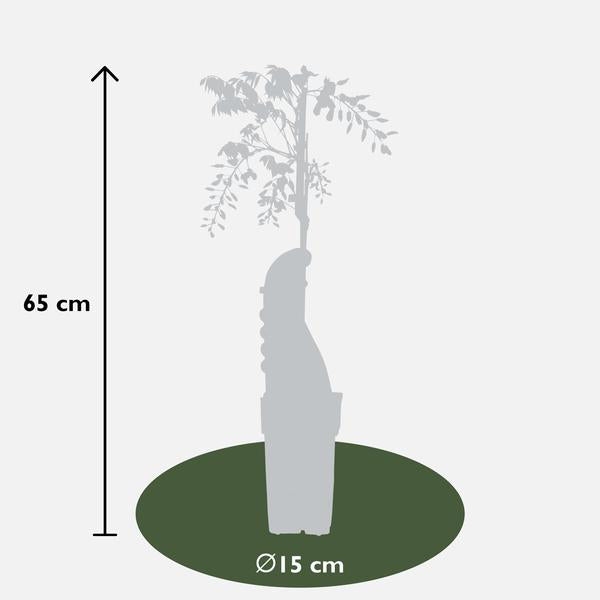 2x Glyzinie – Wisteria sinensis 'Caroline' – ↕ 65 cm – Ø 15 cm