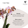 Nachtfalterorchidee rosa – Phalaenopsis Orchidee – Andorra – ↕ ca. 35–45 cm – Ø 9 cm