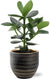 Balsamapfel – Clusia Rosea Princess – ↕ 15 cm – Ø 12 cm | Beau Übertopf Schwarz – ↕ 13 cm – Ø 14 cm