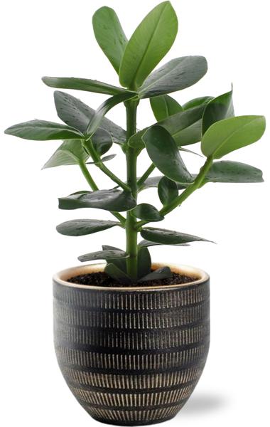 Balsamapfel – Clusia Rosea Princess – ↕ 15 cm – Ø 12 cm | Beau Übertopf Schwarz – ↕ 13 cm – Ø 14 cm