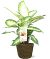 Dieffenbachie – Dieffenbachia Camilla – ↕ 45 cm – Ø 17 cm | Selin Übertopf Schwarz – ↕ 16 cm – Ø 18 cm