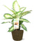 Dieffenbachie – Dieffenbachia Camilla – ↕ 45 cm – Ø 17 cm | Selin Übertopf Schwarz – ↕ 16 cm – Ø 18 cm