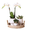 Nachtfalterorchidee - Phalaenopsis - ↕ 40 cm - Ø 9 cm | 3er-Set Scandic weiß inkl. Keramik-Ziertöpfen