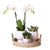 Nachtfalterorchidee - Phalaenopsis - ↕ 40 cm - Ø 9 cm | 3er-Set Scandic weiß inkl. Keramik-Ziertöpfen