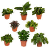 Überraschungsbox – 8 Zimmerpflanzen-Mix – ↕ 25 cm – Ø 12 cm