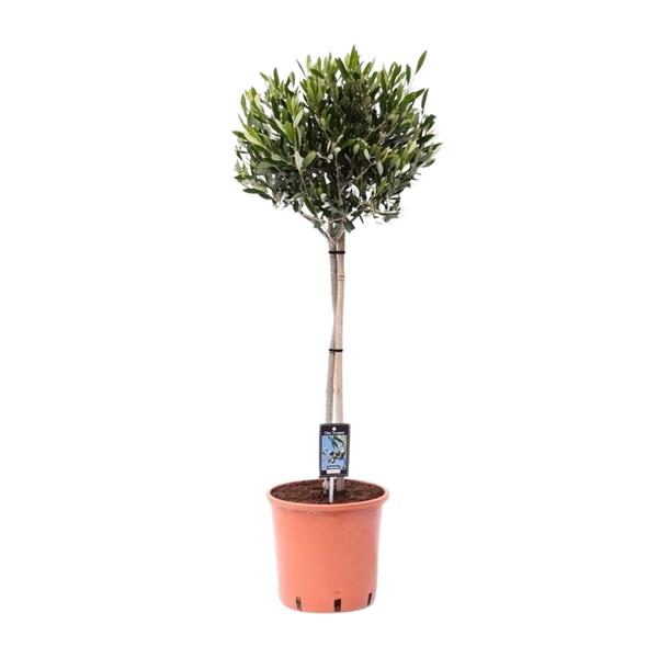Olivenbaum – Olea europaea – ↕ 100 cm – Ø 22 cm
