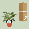 Philodendron Birkin - ↕ 25 cm - Ø 14 cm