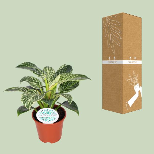 Philodendron Birkin - ↕ 25 cm - Ø 14 cm