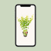 Fächerahorn – Acer palmatum Going Green – ↕ 30 cm – Ø 15 cm