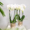 2x Nachtfalterorchidee weiß – Phalaenopsis Orchidee – Amabilis – ↕ ca. 35–45 cm – Ø 9 cm – COMBI DEAL