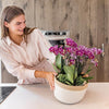 Pflanzenset Lila – 3x Phalaenopsis Morelia lila 9 cm & 3x Grünpflanzen – inkl. Baumwollkorb mit Wassertank – Dschungelstrauß Lila