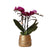 Nachtfalterorchidee - Phalaenopsis - ↕ 35 cm - Ø 9 cm | im goldenen Groove-Ziertopf