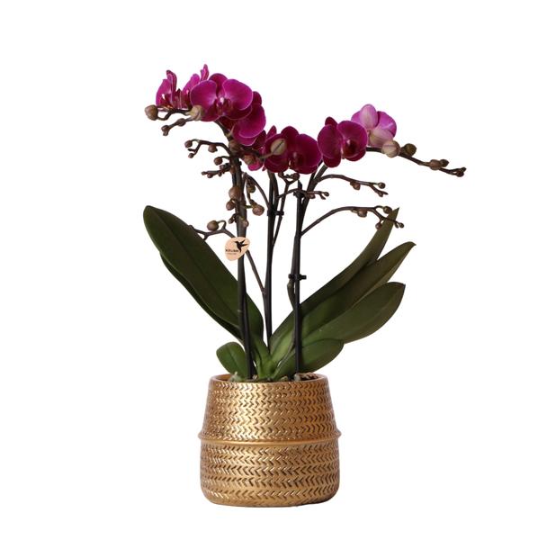 Nachtfalterorchidee - Phalaenopsis - ↕ 35 cm - Ø 9 cm | im goldenen Groove-Ziertopf