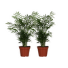 2x Bergpalme - Chamaedorea Elegans - ↕ 55 cm - Ø 17 cm