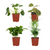 4x Tierfreundliche Zimmerpflanzen – ↕ 20–40 cm – Ø 12 cm