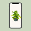Philodendron Scandens Brasil - ↕ 15 cm - Ø 12 cm