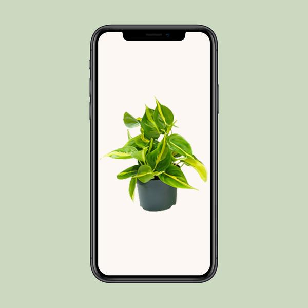 Philodendron Scandens Brasil - ↕ 15 cm - Ø 12 cm