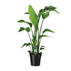 Strelitzia Nicolai - ↕ 90 cm - Ø 19 cm - V2