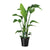 Strelitzia Nicolai - ↕ 90 cm - Ø 19 cm - V2