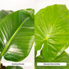 Strelitzia Nicolai - ↕ 85 cm - Ø 19 cm + Alocasia Macrorrhiza - ↕ 70 cm - Ø 19 cm