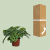 Pfeilwurz – Maranta Leuconeura Kerchoveana – ↕ 30 cm – Ø 12 cm