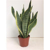 Bogenhanf ‚Futura Superba' – Sansevieria trifasciata