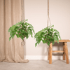 2x Fensterblatt - Monstera Minima - ↕ 25 cm - Ø 15 cm | Kokodama Hängetopf