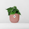 Philodendron Scandens - ↕ ca. 20 cm - Ø 14 cm | ELHO Vibes Fold Übertopf rosa