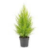 Zitronenzypresse ‚Goldcrest Wilma' – Cupressus macrocarpa