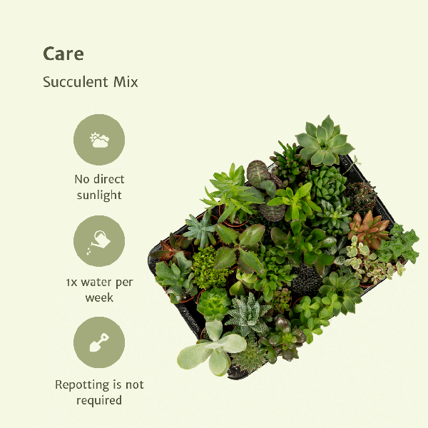 10x Sukkulenten - Mix – ↕ 7 cm – Ø 5,5 cm