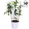 Toskanischer Jasmin – Trachelospermum Star of Venice Weiß – ↕ 65 cm – Ø 15 cm