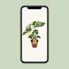 Fensterblatt - Monstera Thai Constellation - ↕ 50 cm - Ø 15 cm