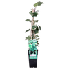 Efeu – Hedera algeriensis Gloire de Maren – ↕ 65 cm – Ø 15 cm
