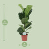 Geigen-Feige - Ficus Lyrata - ↕ 60 cm - Ø 17 cm