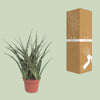 Bogenhanf - Sansevieria Fernwood Punk - ↕ 35 cm - Ø 12 cm