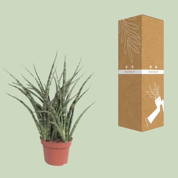 Bogenhanf - Sansevieria Fernwood Punk - ↕ 35 cm - Ø 12 cm