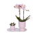 Nachtfalterorchidee & Sukkulente - ↕ ca. 30–35 cm - Ø 9 cm | 2er-Set rosa gefleckt auf weißem Tablett
