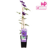 Clematis The President - Clematis Lila - Ø15cm - ↕65cm