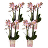 4x Nachtfalterorchidee rosa – Phalaenopsis Orchidee – Andorra – Ø 9 cm – COMBI DEAL