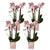 4x Nachtfalterorchidee rosa – Phalaenopsis Orchidee – Andorra – Ø 9 cm – COMBI DEAL